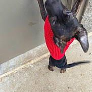 Brownie Batgirl is registered to the contest to win money with this photo: dog, red_sweater, tongue_out, tail_wagging, concrete_floor, wall, paw, pet, outdoor, close_up, black_dog, brindle, canine, playful, footwear, sandals, animal, pet_clothing, cute, licking