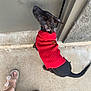 Brownie Batgirl is registered to the contest to win money with this photo: dog, red_sweater, concrete_floor, door, footwear, sandals, person, pet, animal, black_dog, curious, outdoor, side_view, tail, knitted_clothing, pavement, waiting, casual, summer, patterned_skirt