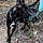 Brownie Batgirl