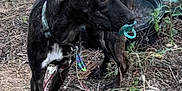 Brownie Batgirl joined the competition — help win amazing prizes! dog, outdoor, dirt, grass, leash, pacifier, bicycle, playful, pet, animal, tethered, black_fur, white_chest, ears_up, tail, collar, ground, plants, daylight, nature
