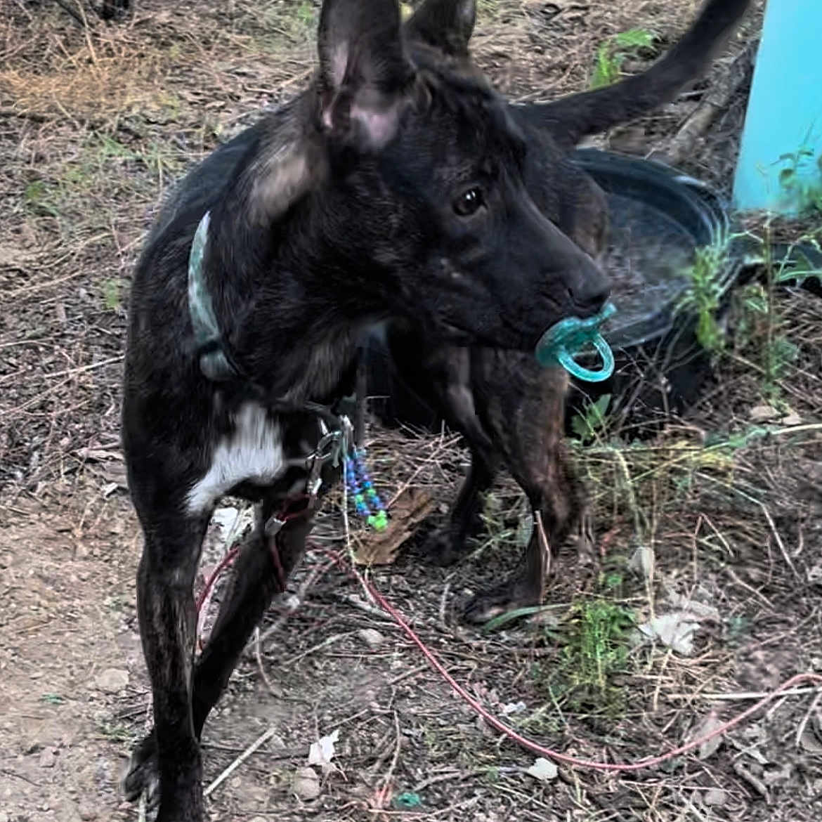 Brownie Batgirl joined the competition — help win amazing prizes! animal, bicycle, black_fur, collar, daylight, dirt, dog, ears_up, grass, ground, leash, nature, outdoor, pacifier, pet, plants, playful, tail, tethered, white_chest