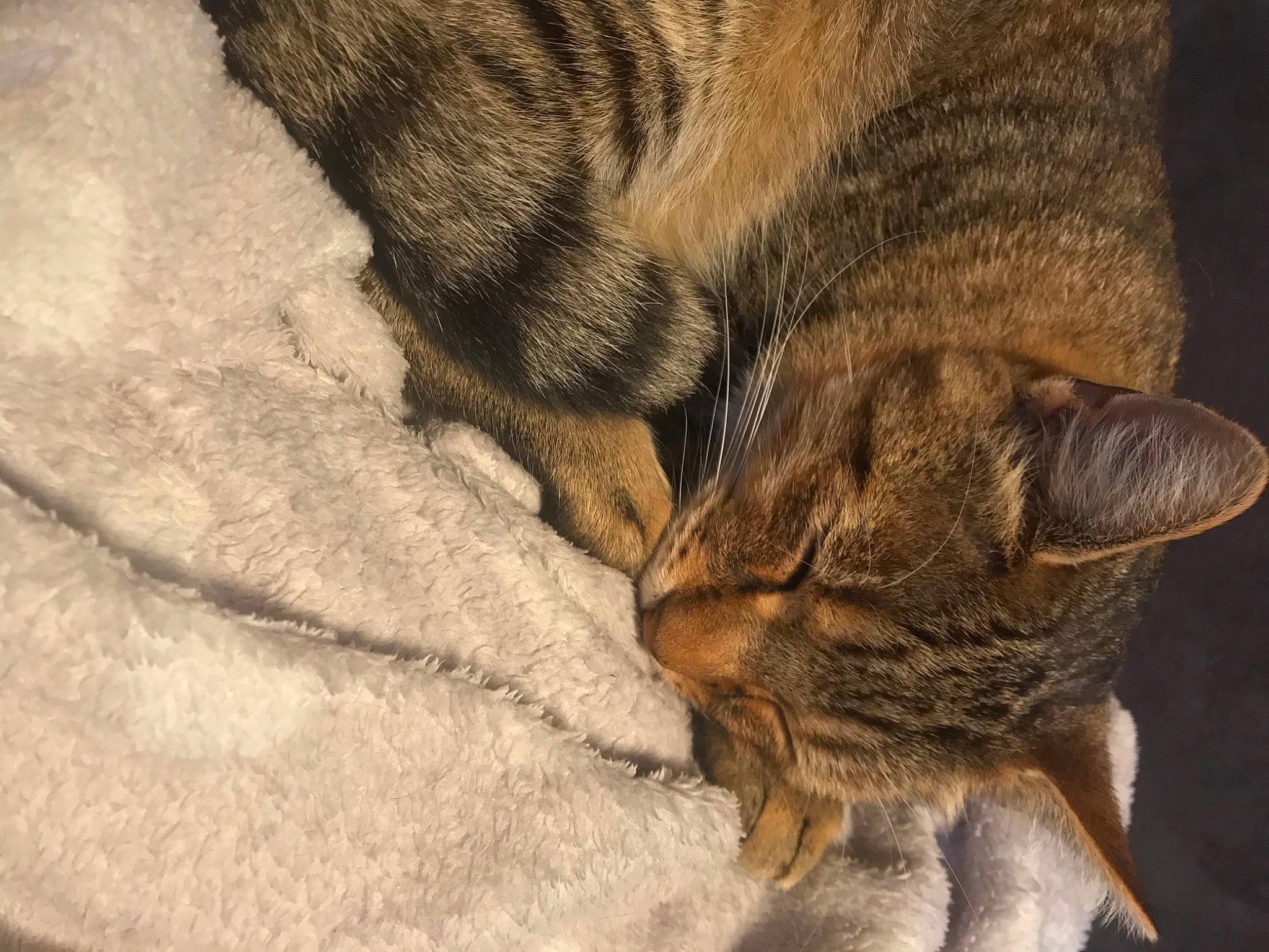 Yuki participe au concours pour gagner de l'argent avec cette photo : canidae, carnivore, cat, chausie, dog_breed, fawn, felidae, fur, mammal, nap, paw, puppy, sleep, small_to_medium_sized_cats, snout, tail, whiskers