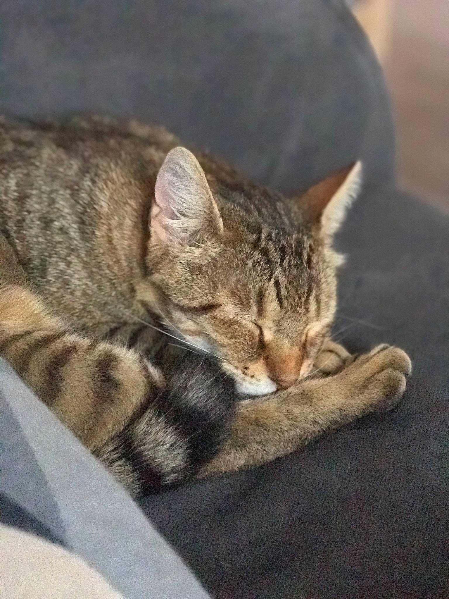 Yuki a rejoint le concours — aidez-le/la à gagner de superbes lots ! american_shorthair, asian, california_spangled, carnivore, cat, domestic_short_haired_cat, dragon_li, ear, european_shorthair, felidae, kitten, mammal, nap, ocicat, pixie_bob, sleep, small_to_medium_sized_cats, tabby_cat, whiskers, wild_cat