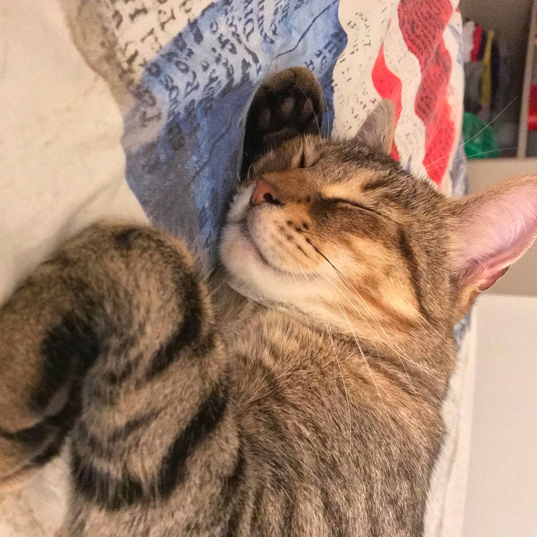 Yuki a rejoint le concours — aidez-le/la à gagner de superbes lots ! american_shorthair, asian, california_spangled, carnivore, cat, chausie, domestic_short_haired_cat, dragon_li, egyptian_mau, european_shorthair, felidae, fur, kitten, mammal, ocicat, pixie_bob, small_to_medium_sized_cats, sokoke, tabby_cat, whiskers