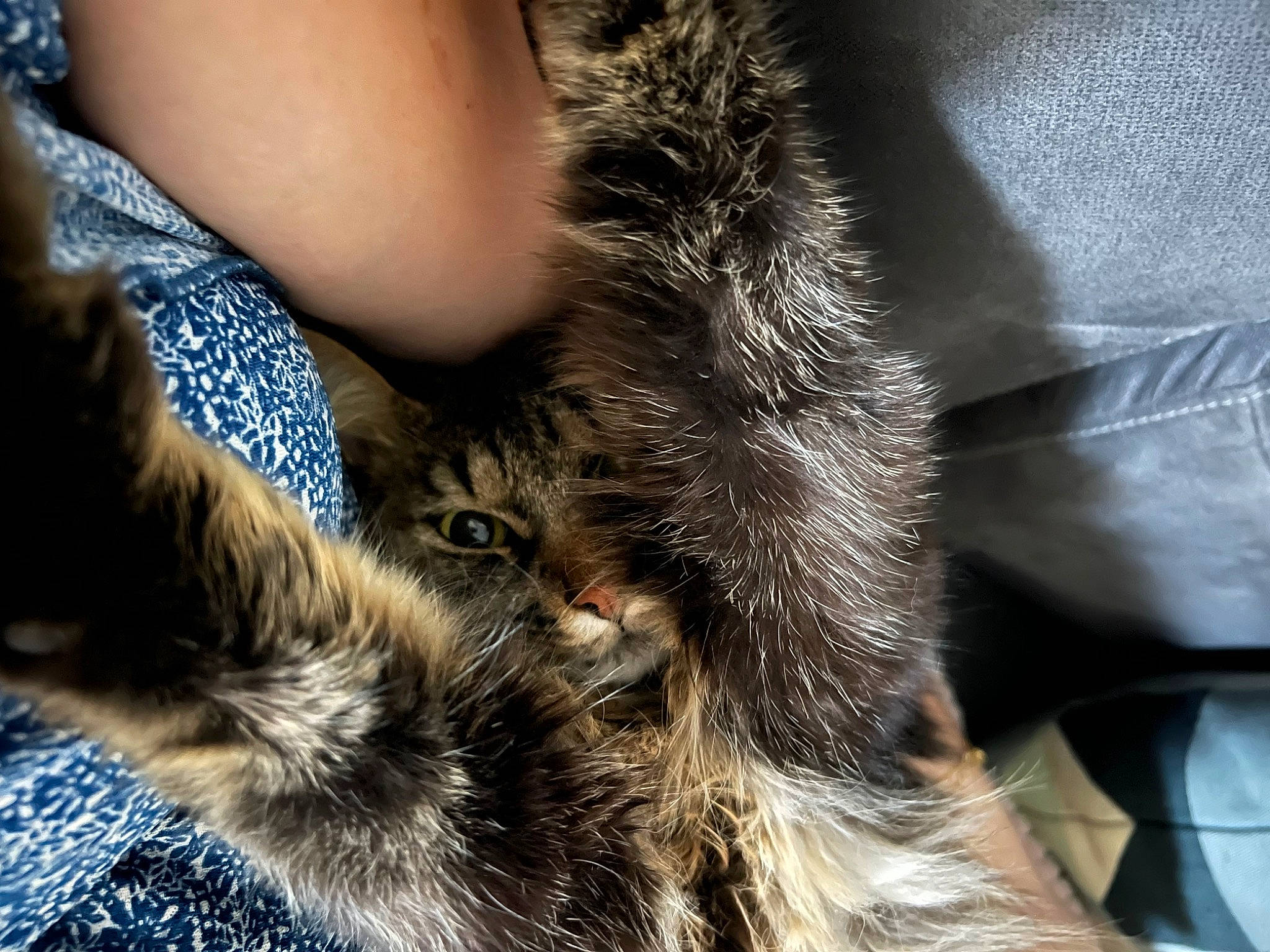 Ringo a rejoint le concours — aidez-le/la à gagner de superbes lots ! carnivore, cat, claw, comfort, domestic_short_haired_cat, electric_blue, felidae, fur, human_leg, natural_material, paw, small_to_medium_sized_cats, tail, terrestrial_animal, textile, whiskers