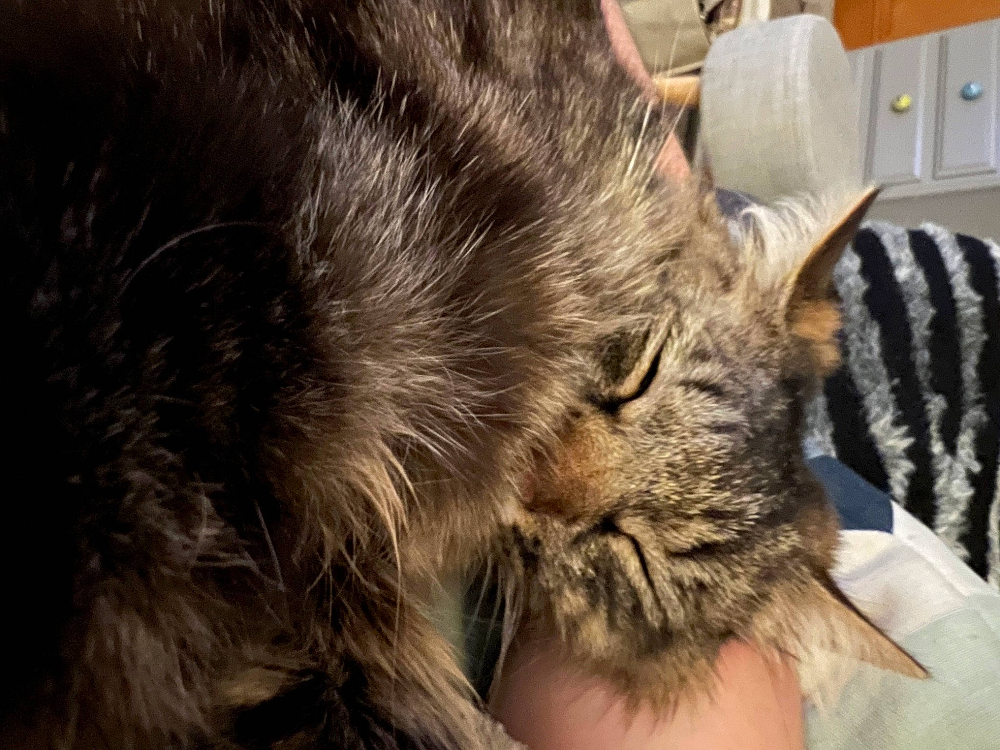 Ringo a rejoint le concours — aidez-le/la à gagner de superbes lots ! canidae, carnivore, cat, claw, companion_dog, dog_breed, domestic_short_haired_cat, ear, fawn, felidae, fur, long_hair, paper_towel, paw, small_to_medium_sized_cats, snout, tail, terrestrial_animal, whiskers, wildlife