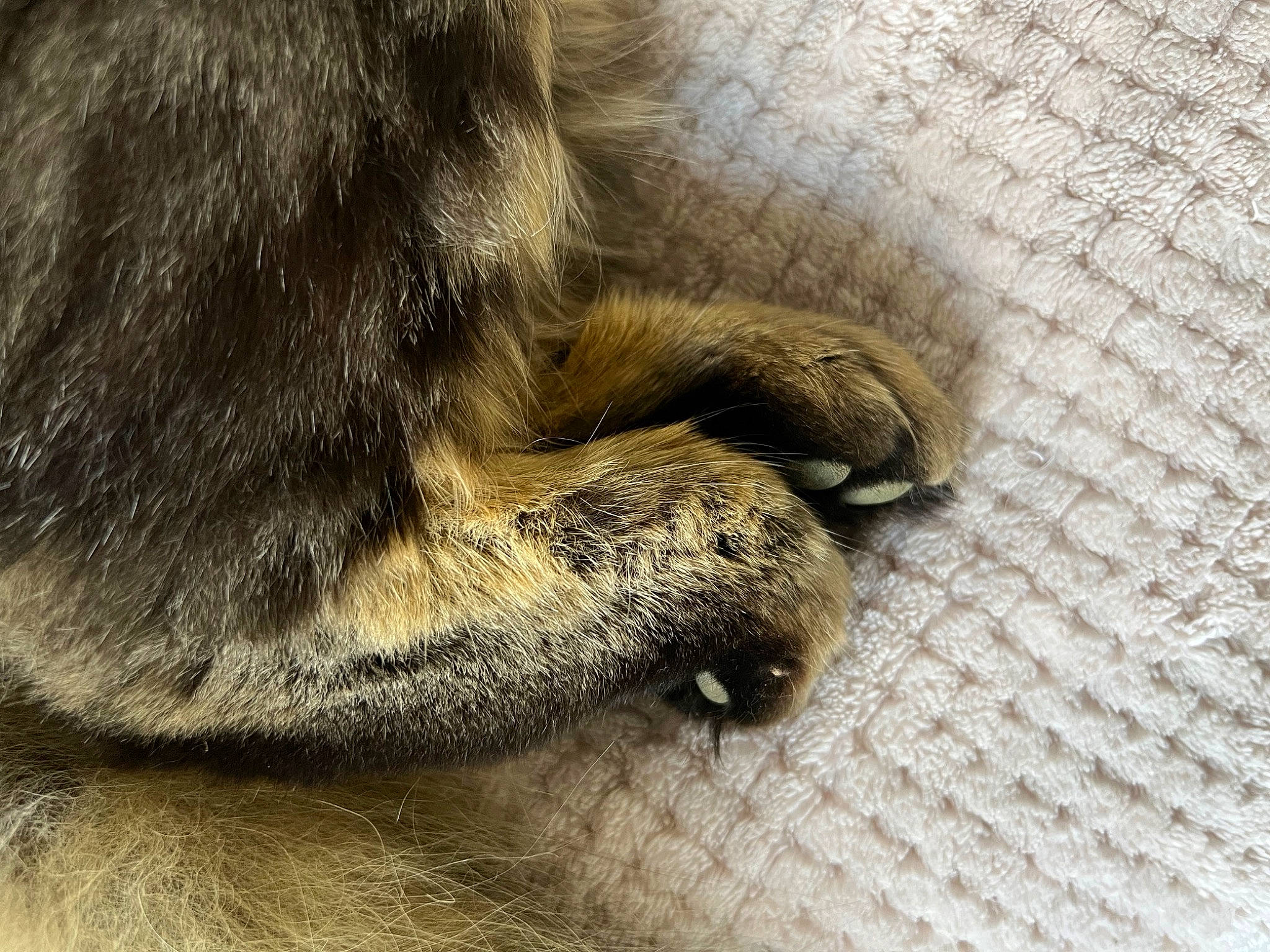 Ringo a rejoint le concours — aidez-le/la à gagner de superbes lots ! canidae, carnivore, claw, comfort, dog, dog_breed, fawn, felidae, flooring, fur, human_leg, nap, paw, snout, sporting_group, tail, terrestrial_animal, whiskers, wildlife, wood