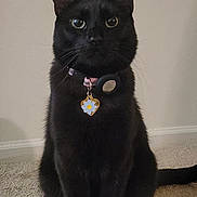 Luna is registered to the contest to win money with this photo: black_cat, cat, pet, animal, sitting, collar, tag, indoor, carpet, fur, whiskers, ears, alert, portrait, feline, domestic_cat, cute, looking_at_camera, eyes, floor