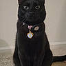 black_cat, cat, pet, animal, sitting, collar, tag, indoor, carpet, fur, whiskers, ears, alert, portrait, feline, domestic_cat, cute, looking_at_camera, eyes, floor