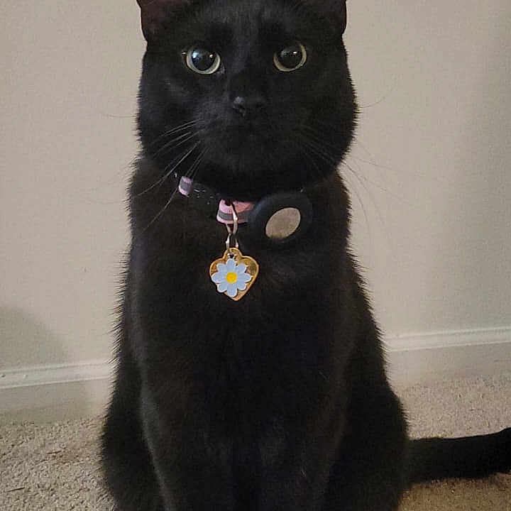 Luna is registered to the contest to win money with this photo: black_cat, cat, pet, animal, sitting, collar, tag, indoor, carpet, fur, whiskers, ears, alert, portrait, feline, domestic_cat, cute, looking_at_camera, eyes, floor