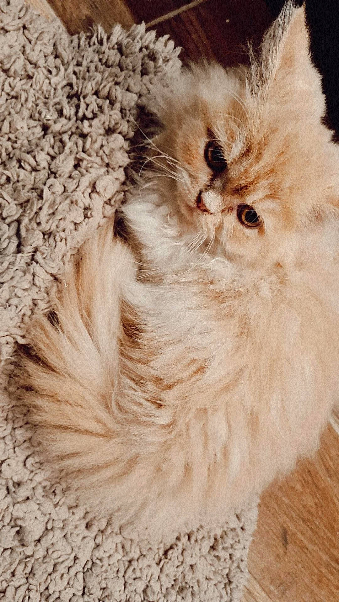 Igor participe au concours pour gagner de l'argent avec cette photo : british_longhair, carnivore, cat, claw, fashion_accessory, fawn, felidae, flooring, fur, paw, peach, persian, plant, ragdoll, small_to_medium_sized_cats, snout, tail, terrestrial_animal, whiskers, wood