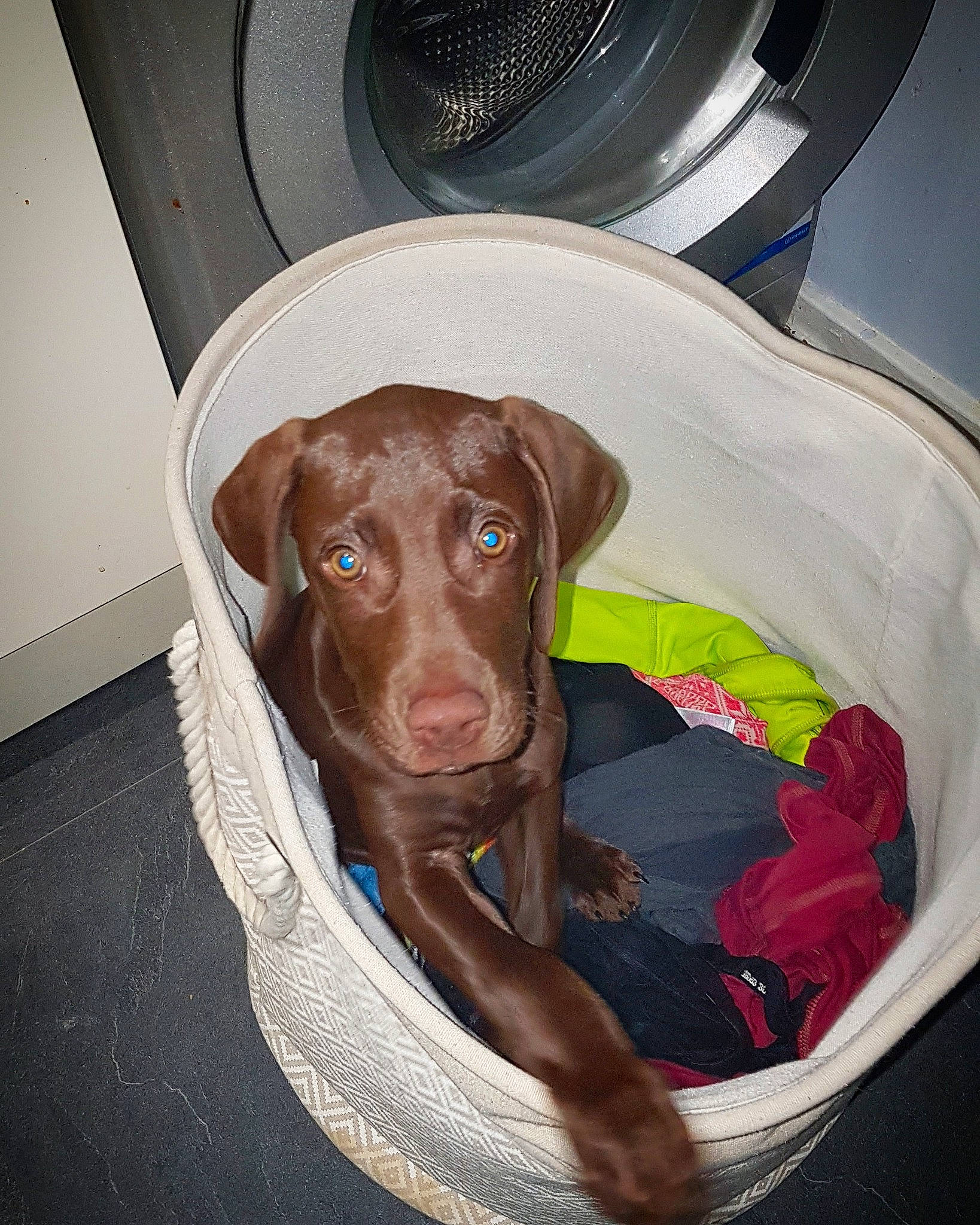 Freddie is registered to the contest to win money with this photo: beagador, canidae, carnivore, dog, dog_breed, ear, fawn, hunting_dog, liver, mammal, pointing_breed, snout, sporting_group, vertebrate, vizsla, weimaraner