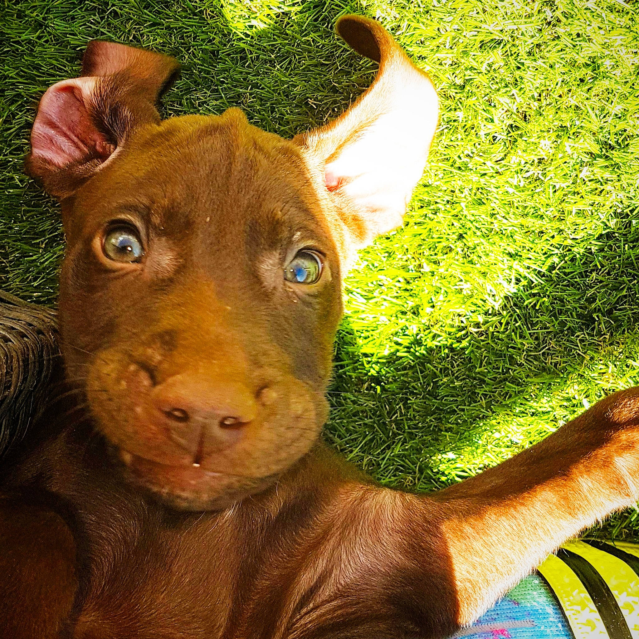 Freddie is registered to the contest to win money with this photo: canidae, carnivore, cirneco_delletna, dog, dog_breed, ear, fawn, grass, mammal, non_sporting_group, pharaoh_hound, plant, snout, sporting_group, vertebrate, whiskers