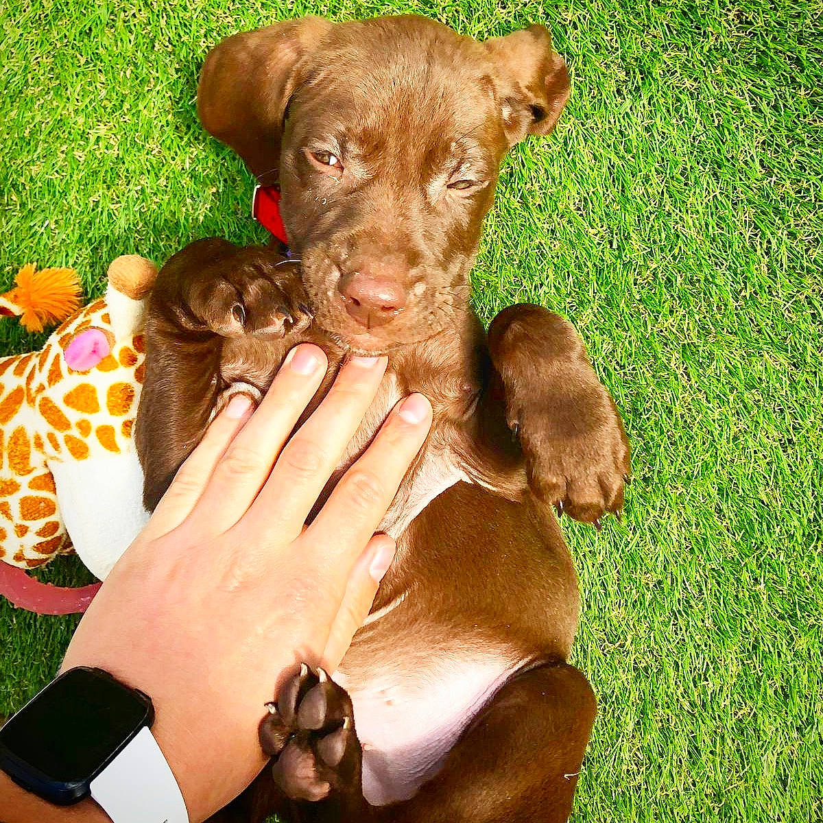 Freddie is registered to the contest to win money with this photo: canidae, carnivore, chesapeake_bay_retriever, companion_dog, dog, dog_breed, fawn, grass, labrador_retriever, liver, mammal, pointer, pointing_breed, puppy, sporting_group, vertebrate, vizsla, weimaraner