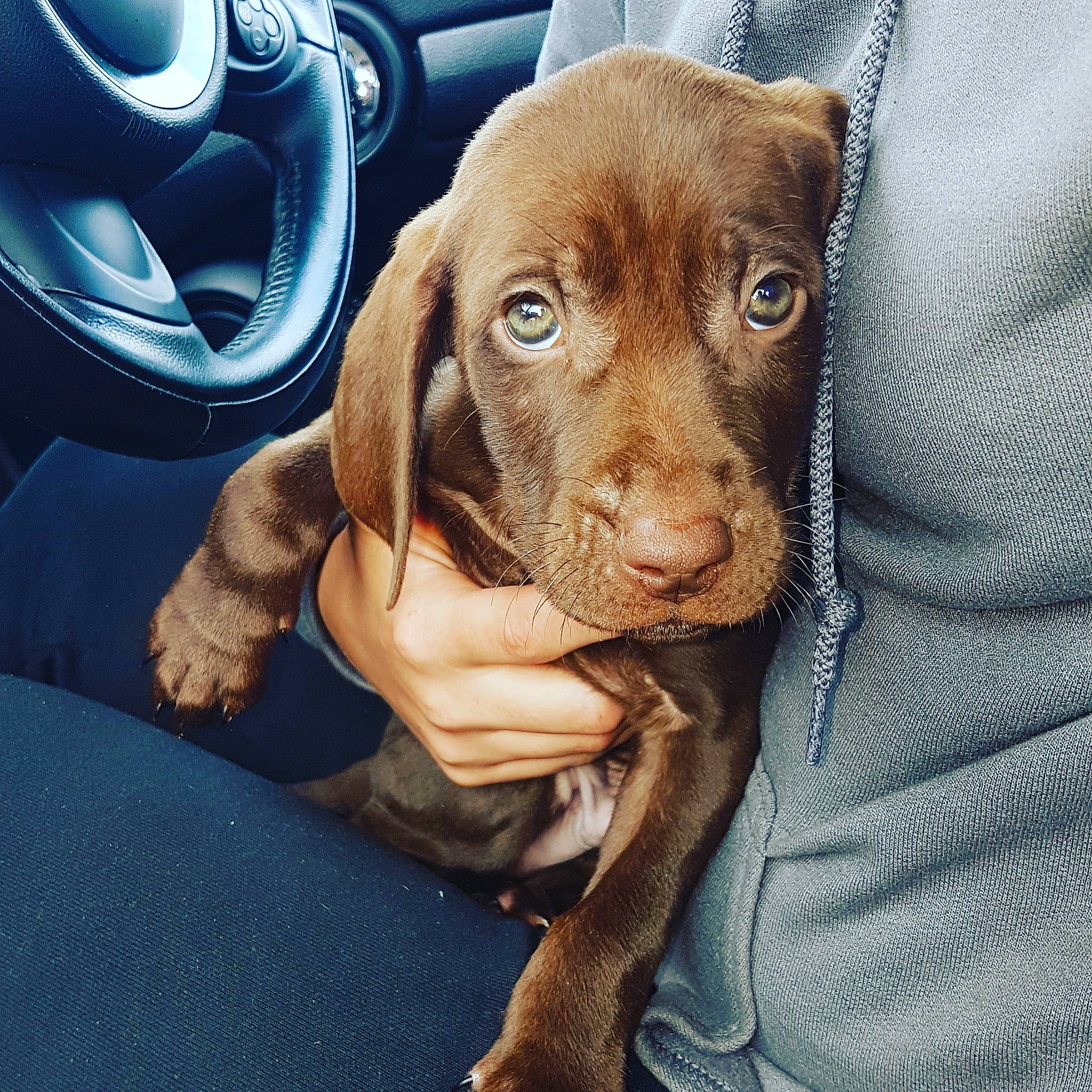 Freddie joined the competition — help win amazing prizes! beagador, canidae, carnivore, companion_dog, dog, dog_breed, ear, fawn, hunting_dog, liver, mammal, pointing_breed, puppy, snout, sporting_group, vertebrate, vizsla, weimaraner