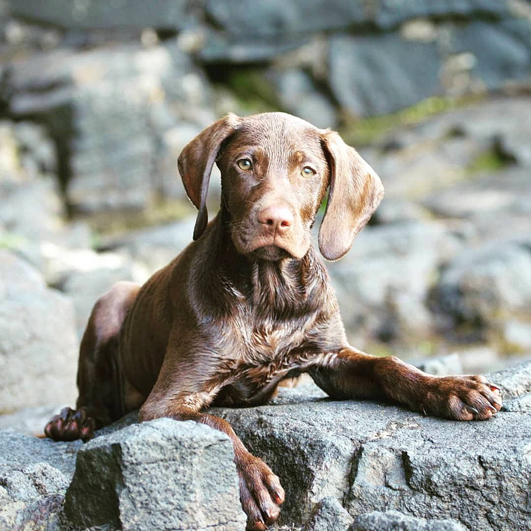 Freddie is registered to the contest to win money with this photo: braque_francais, canidae, carnivore, dog, dog_breed, fawn, german_shorthaired_pointer, gun_dog, hunting_dog, labrador_retriever, liver, mammal, pointer, pointing_breed, retriever, sporting_group, vertebrate, vizsla, weimaraner