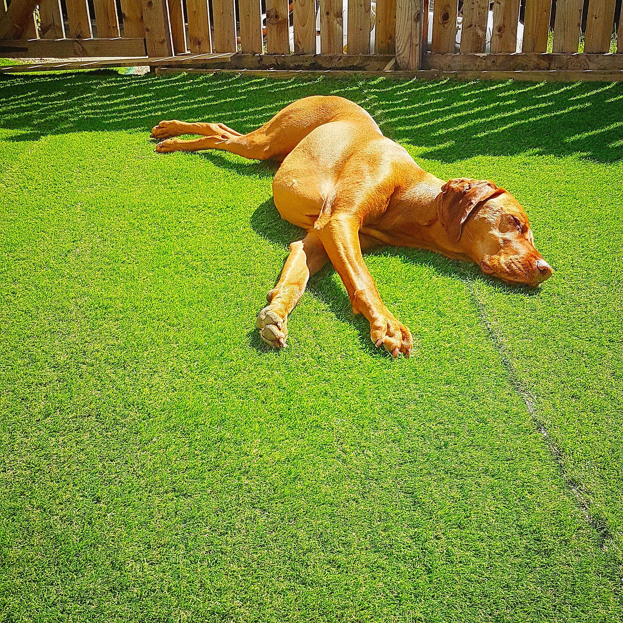 Jeffrey is registered to the contest to win money with this photo: canidae, carnivore, dog, dog_breed, dogue_de_bordeaux, fawn, grass, guard_dog, lawn, plant, pointing_breed, rhodesian_ridgeback, sporting_group, tosa, vizsla