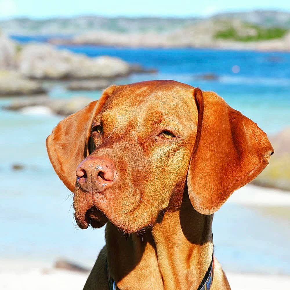 Jeffrey joined the competition — help win amazing prizes! canidae, carnivore, dog, dog_breed, ear, fawn, gun_dog, hunting_dog, liver, mammal, pointing_breed, rhodesian_ridgeback, snout, sporting_group, vertebrate, vizsla, weimaraner, wirehaired_vizsla