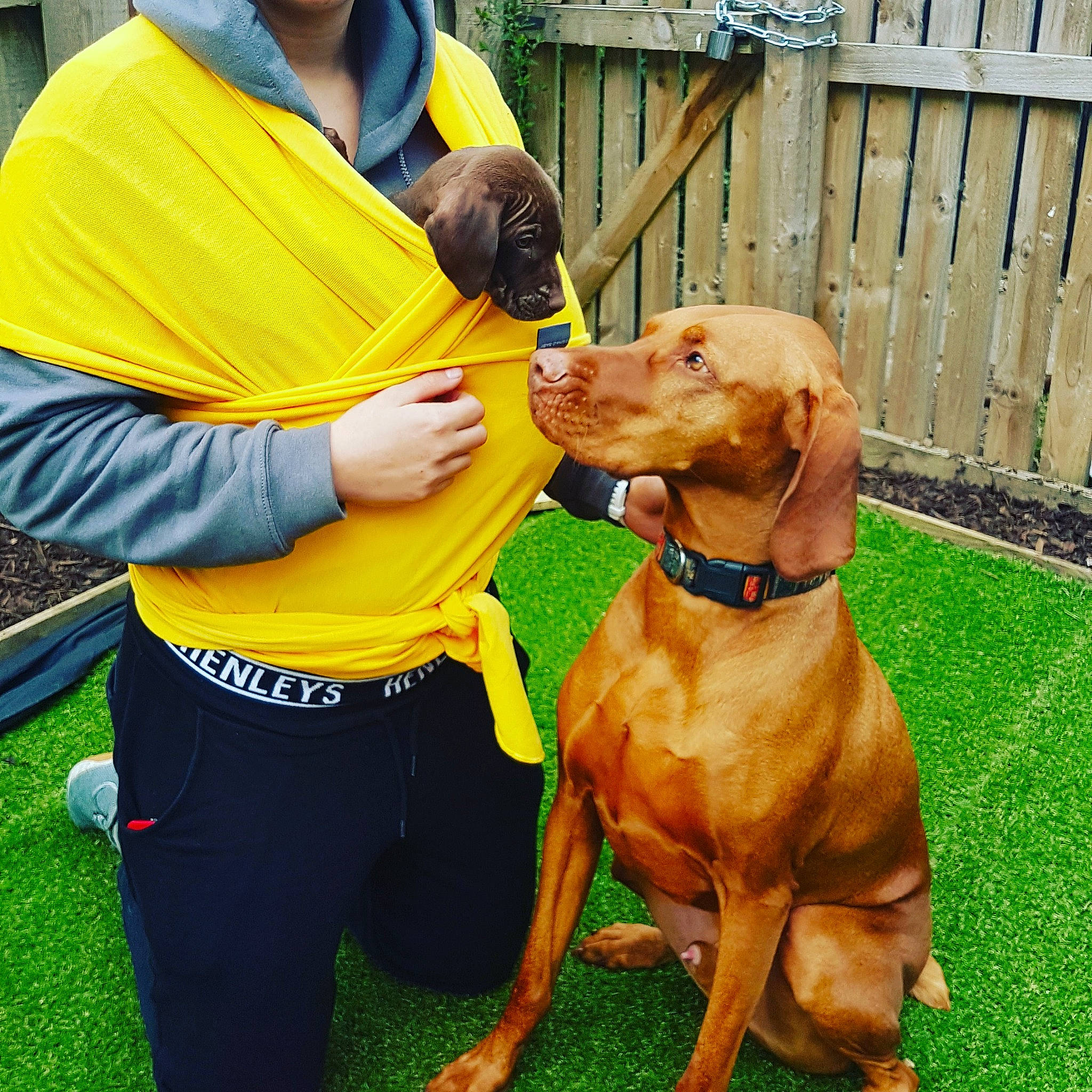 Jeffrey joined the competition — help win amazing prizes! broholmer, canidae, carnivore, companion_dog, conformation_show, dog, dog_breed, hunting_dog, mammal, obedience_training, rhodesian_ridgeback, sporting_group, tosa, vertebrate, vizsla, yellow