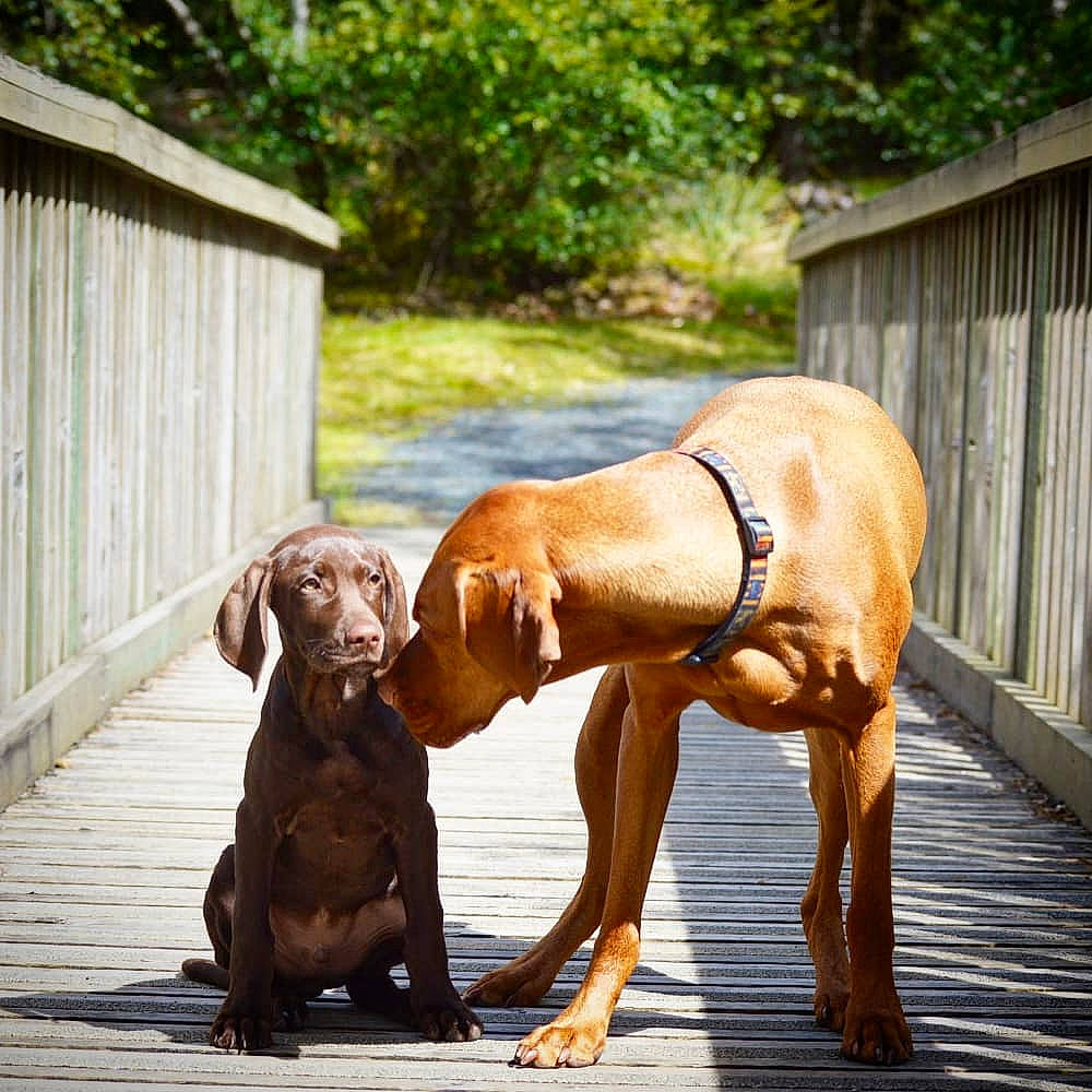 Jeffrey is registered to the contest to win money with this photo: canidae, carnivore, companion_dog, dog, dog_breed, fawn, gun_dog, liver, mammal, pointer, pointing_breed, rhodesian_ridgeback, sporting_group, vertebrate, vizsla, weimaraner, wirehaired_vizsla