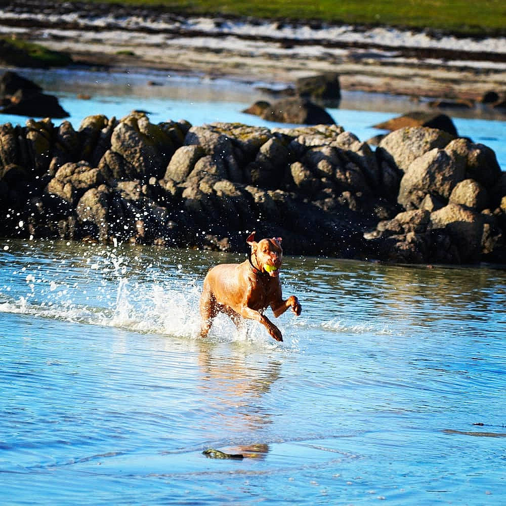 Jeffrey joined the competition — help win amazing prizes! canidae, carnivore, fawn, hunting_dog, ocean, reflection, river, sea, sporting_group, vacation, water, wave, wildlife