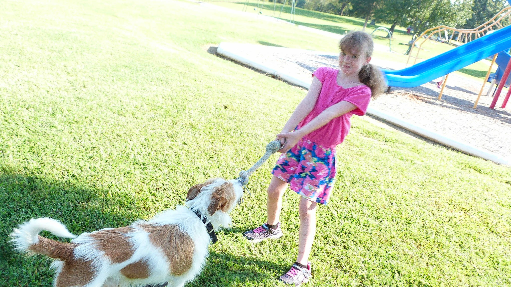 Jacks is registered to the contest to win money with this photo: carnivore, companion_dog, dog, dog_breed, fawn, fun, grass, grass_family, grassland, green, happy, lawn, leg, leisure, meadow, people_in_nature, plant, recreation, shorts, toddler