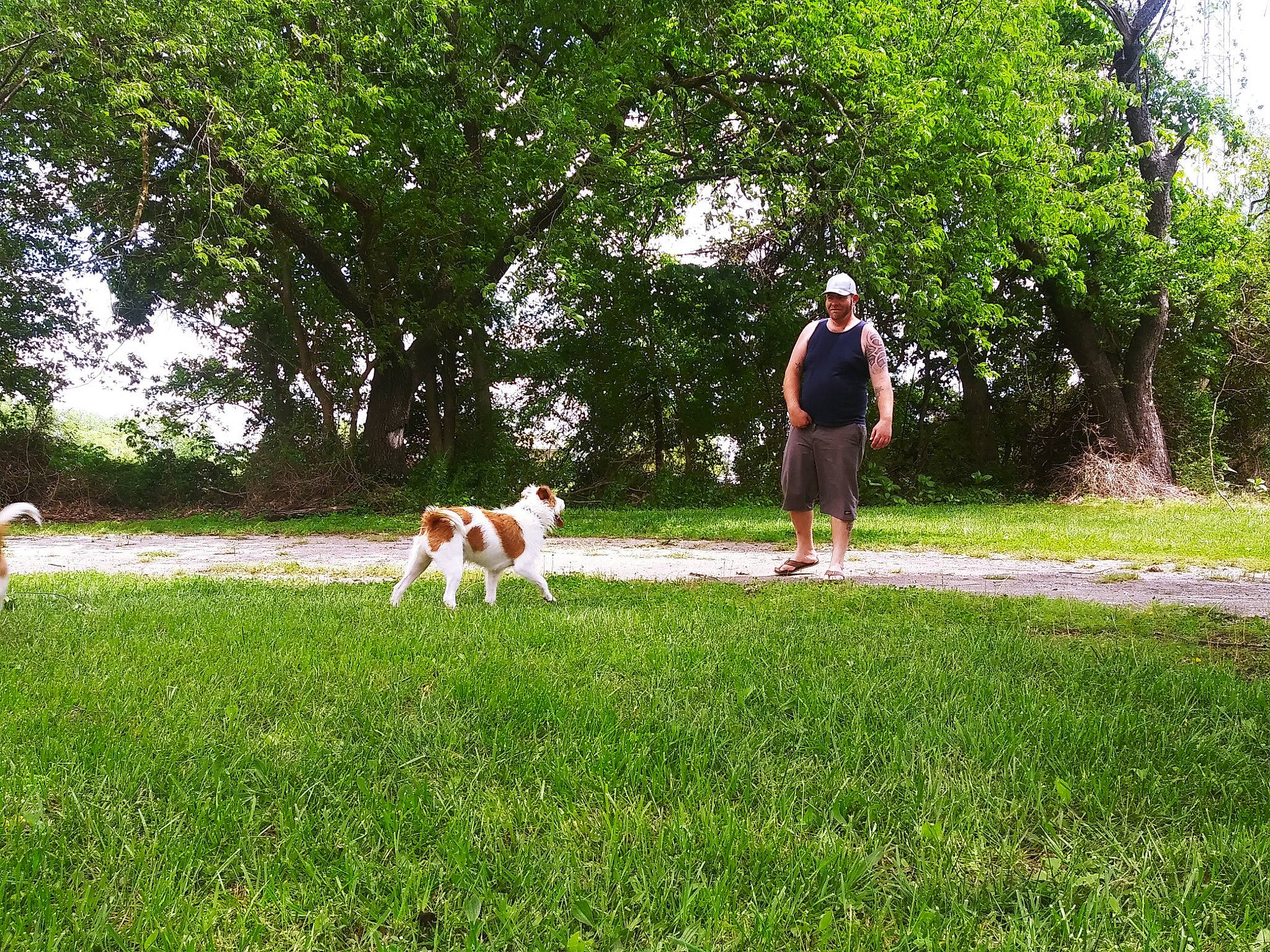 Jacks joined the competition — help win amazing prizes! canidae, carnivore, companion_dog, dog, dog_breed, fawn, grass, grassland, groundcover, landscape, lawn, leisure, meadow, pasture, people_in_nature, plant, recreation, shrub, sporting_group, tree