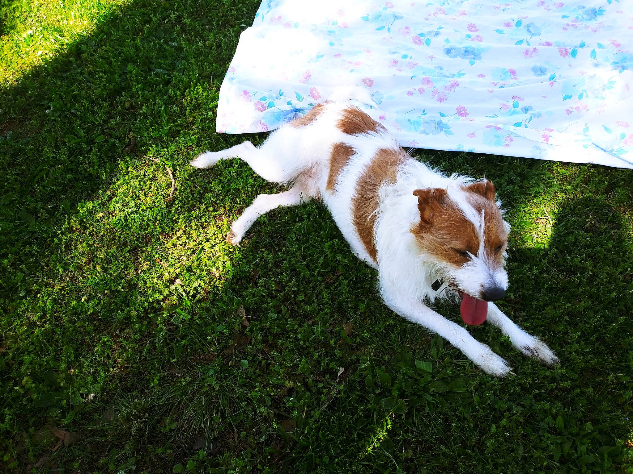 Jacks is registered to the contest to win money with this photo: carnivore, companion_dog, dog_breed, felidae, fur, grass, groundcover, herding_dog, lawn, non_sporting_group, pasture, shadow, small_to_medium_sized_cats, snout, tail, terrestrial_animal, whiskers