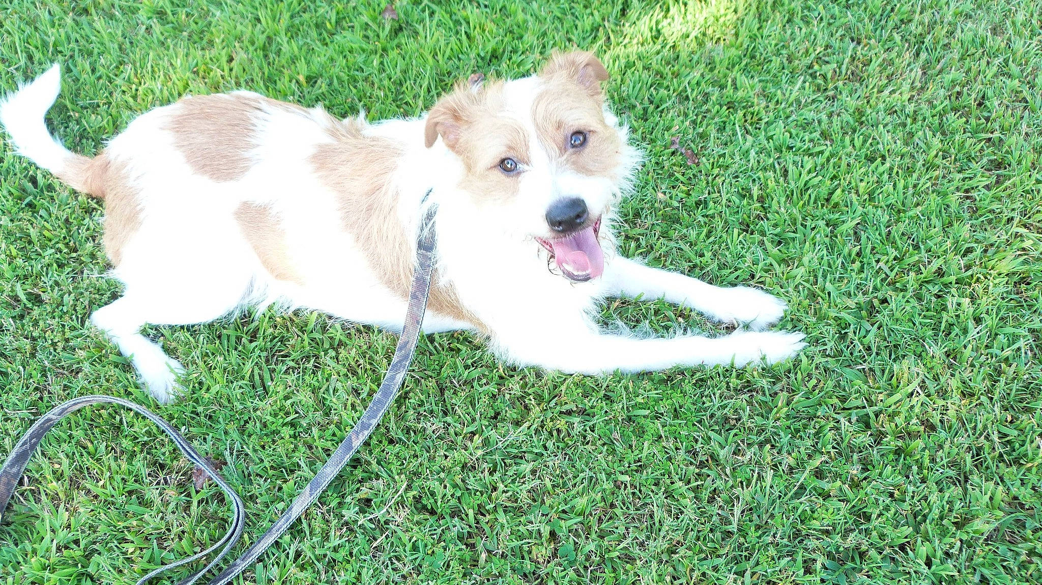 Jacks is registered to the contest to win money with this photo: ancient_dog_breeds, canidae, carnivore, companion_dog, dog, dog_breed, dog_supply, fawn, garden_hose, grass, lawn, plant, puppy, snout, sporting_group, tail, terrestrial_animal, toy_dog, working_animal, working_dog