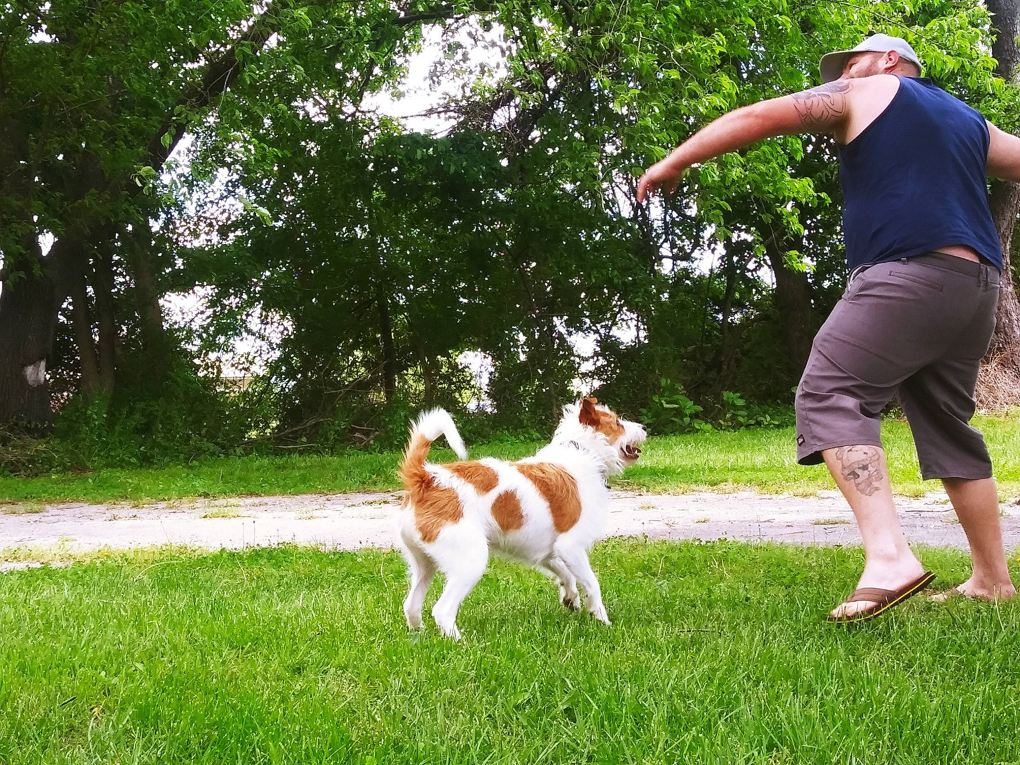 Jacks joined the competition — help win amazing prizes! animal_training, canidae, carnivore, companion_dog, dog, dog_breed, grass, lawn, leisure, people_in_nature, plant, recreation, shorts, sporting_group, t_shirt, tail, tree, walking, working_dog, yard