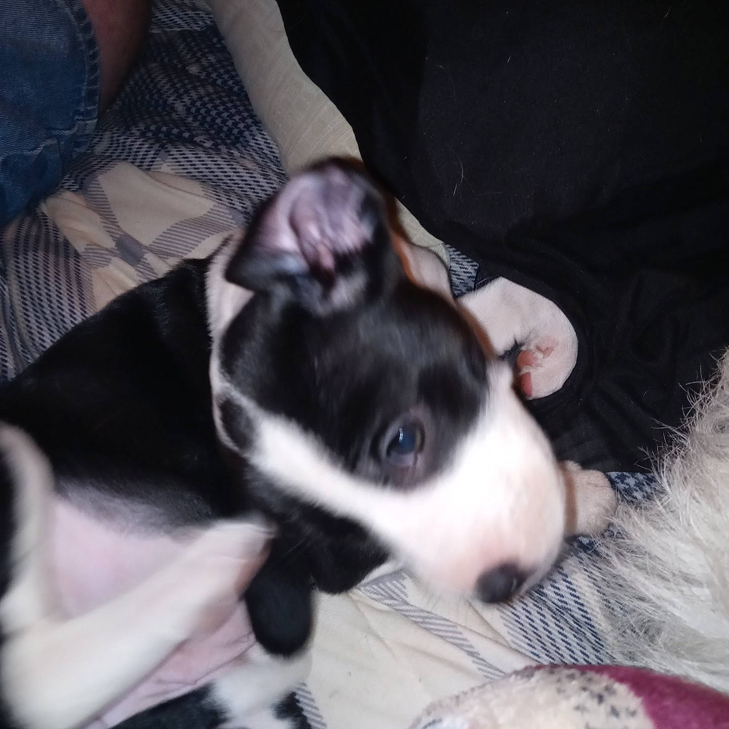 Little Bit is registered to the contest to win money with this photo: boston_terrier, canidae, carnivore, comfort, companion_dog, dog, dog_breed, ear, fawn, fur, gesture, non_sporting_group, paw, puppy_love, snout, sporting_group, toy_dog, whiskers, working_animal