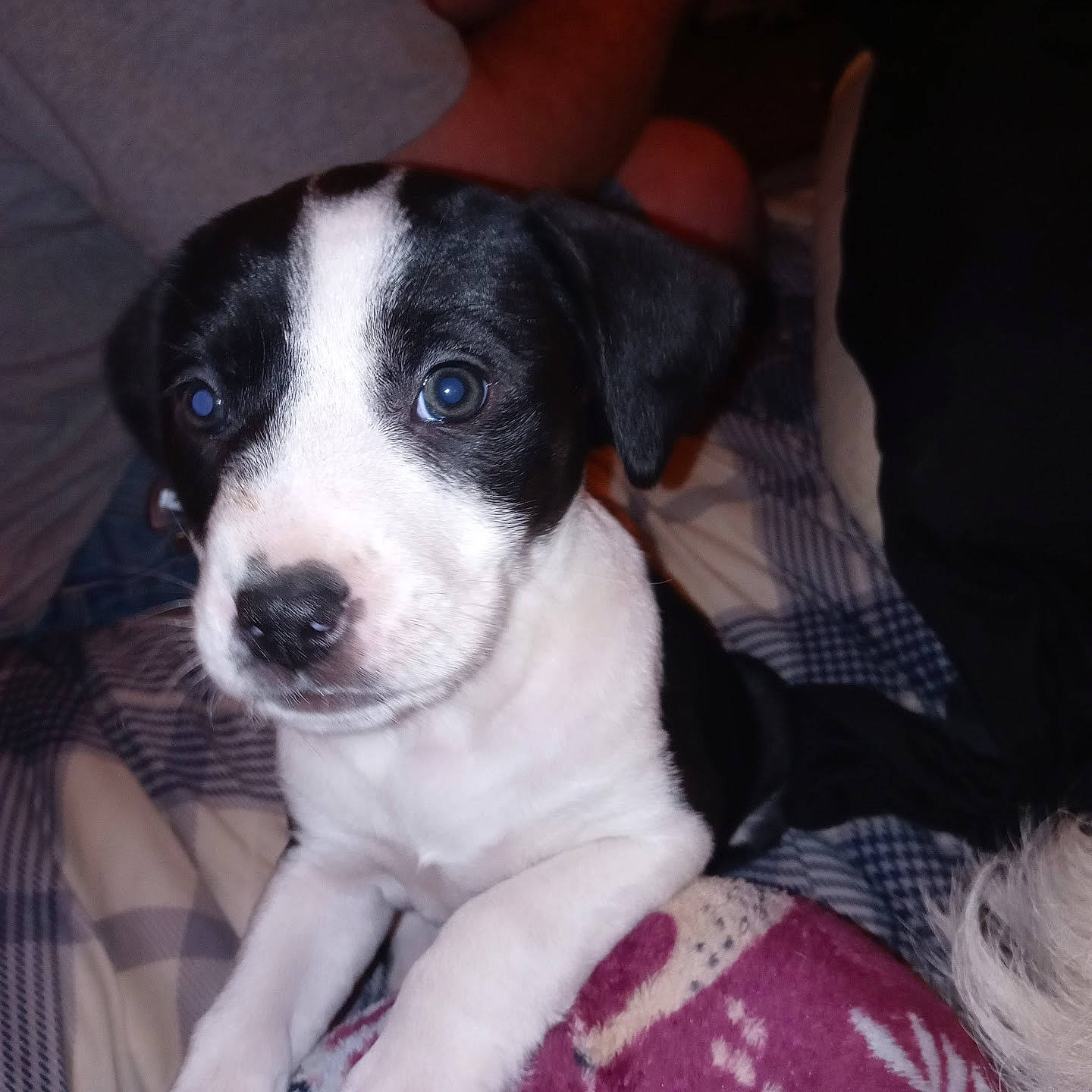 Little Bit is registered to the contest to win money with this photo: canidae, carnivore, comfort, companion_dog, dog, dog_breed, fur, non_sporting_group, pattern, plaid, puppy, snout, sporting_group, tartan, whiskers, working_animal