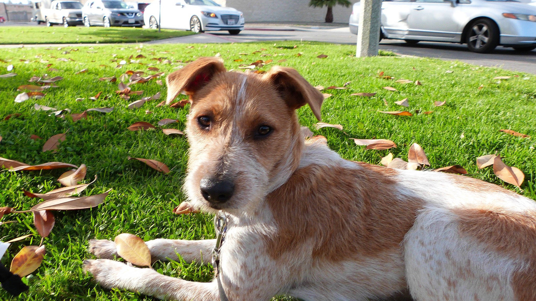 Syrup is registered to the contest to win money with this photo: automotive_exterior, canidae, car, carnivore, collar, companion_dog, dog, dog_breed, dog_collar, fawn, grass, groundcover, plant, snout, sporting_group, tire, vehicle, vehicle_door, wheel, working_animal