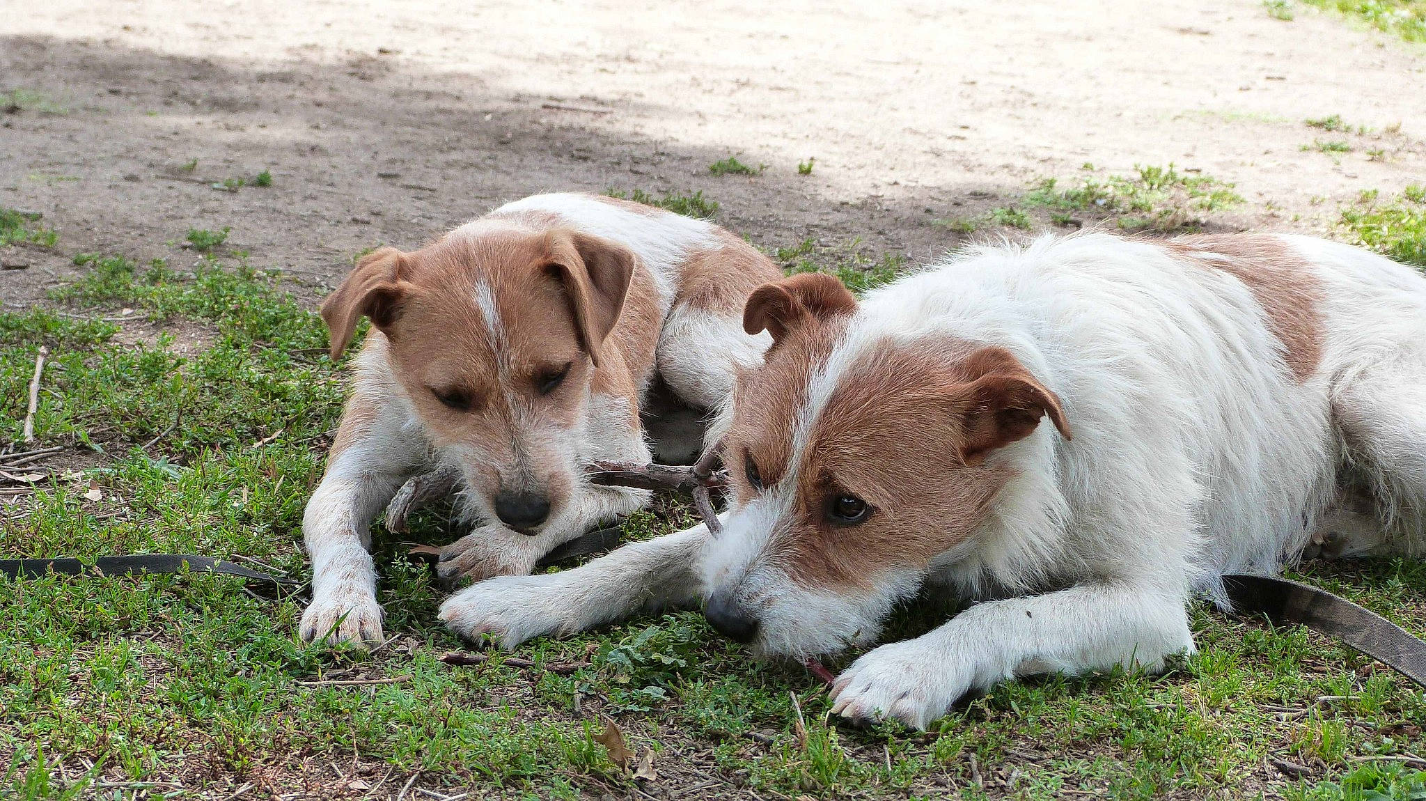 Syrup joined the competition — help win amazing prizes! carnivore, companion_dog, dog, dog_breed, grass, plant, puppy, snout, sporting_group, street_dog, tail, terrestrial_animal, whiskers, working_animal