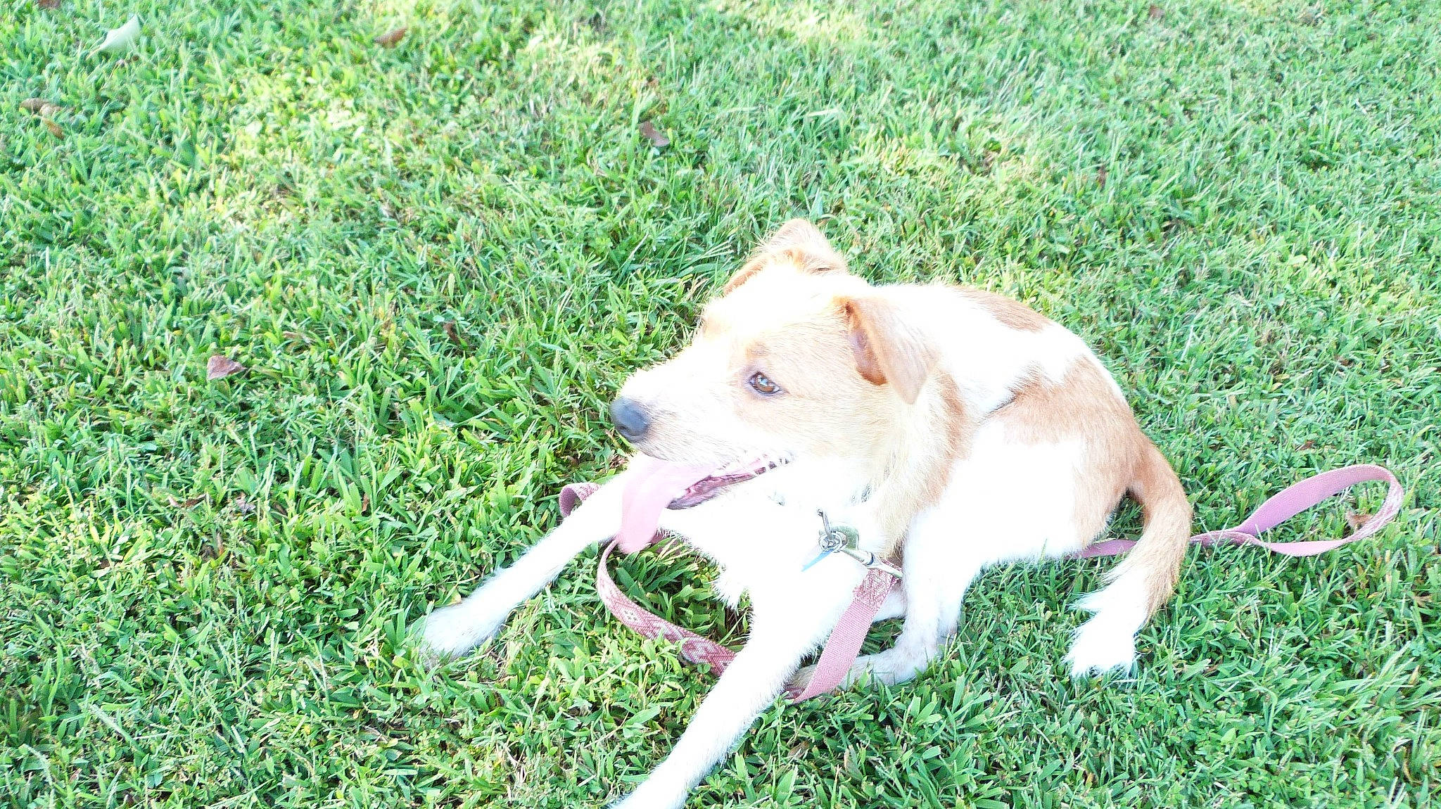 Syrup is registered to the contest to win money with this photo: canidae, carnivore, collar, companion_dog, dog, dog_breed, fawn, grass, grassland, groundcover, non_sporting_group, plant, snout, sporting_group, tail, terrestrial_animal, wildlife, working_animal, working_dog, wrist