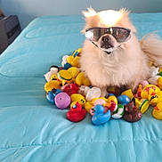 Jameson is registered to the contest to win money with this photo: accessories, animal, bed, bedroom, canine, dog, face, furniture, glasses, head, indoors, person, pet, photography, plush, portrait, puppy, room, sunglasses, toy