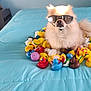 accessories, animal, bed, bedroom, canine, dog, face, furniture, glasses, head, indoors, person, pet, photography, plush, portrait, puppy, room, sunglasses, toy