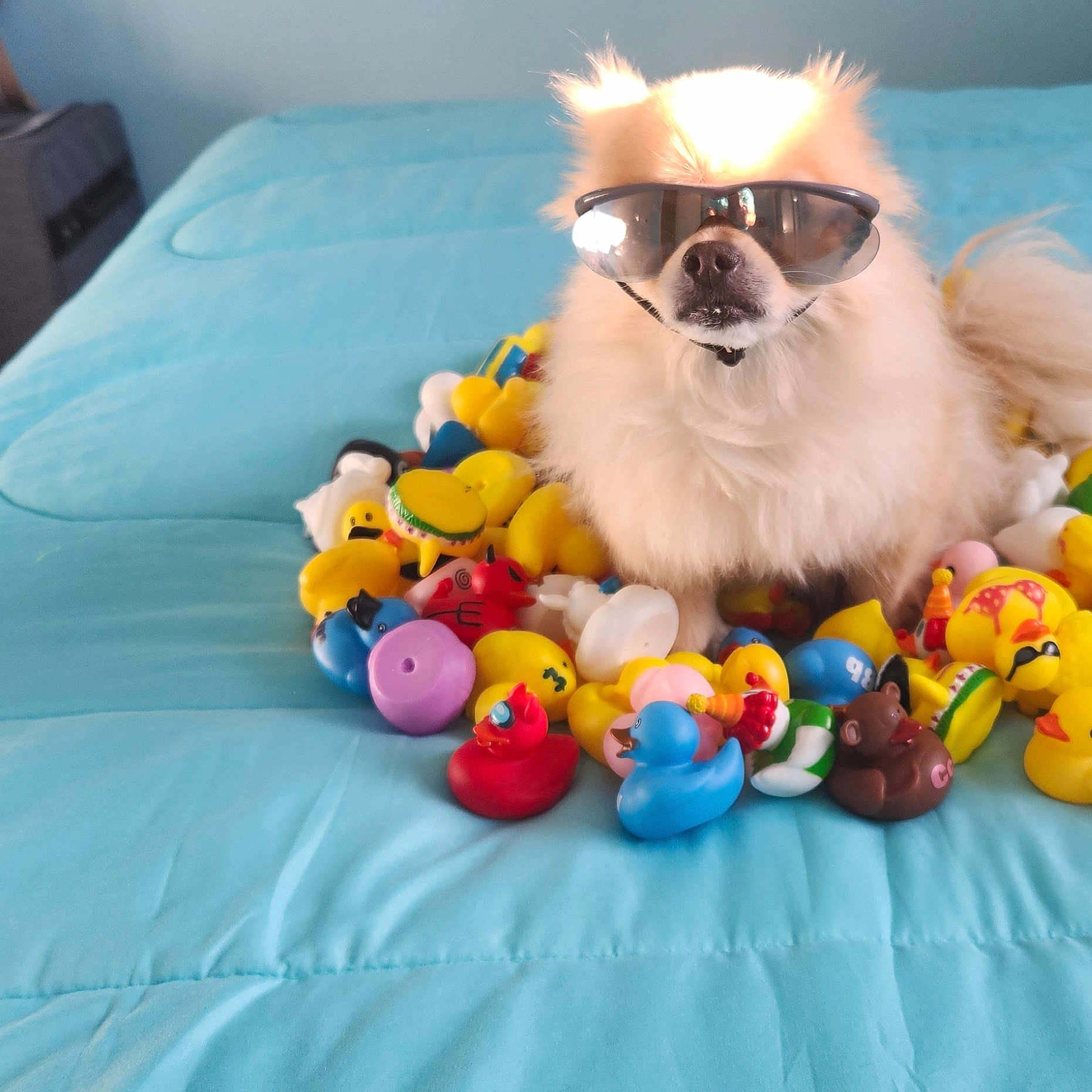 Jameson is registered to the contest to win money with this photo: accessories, animal, bed, bedroom, canine, dog, face, furniture, glasses, head, indoors, person, pet, photography, plush, portrait, puppy, room, sunglasses, toy