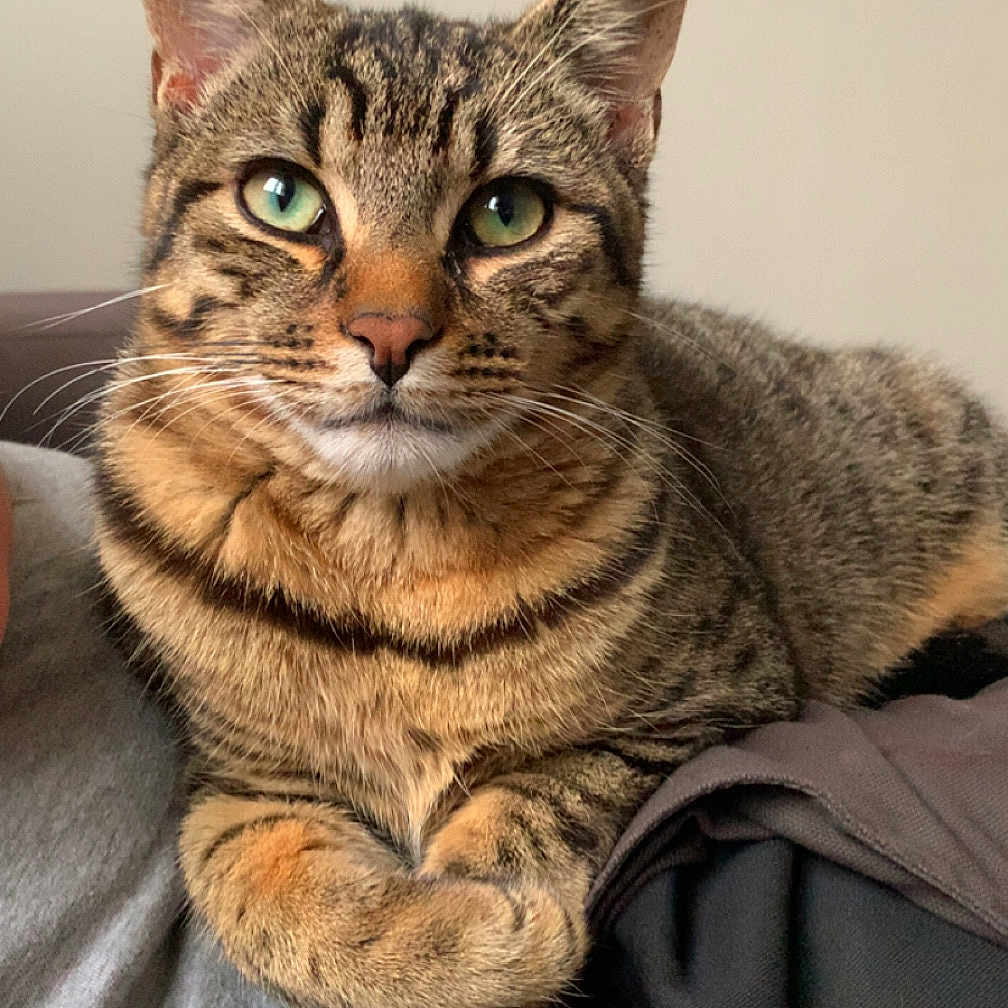 Kyûbi participe au concours pour gagner de l'argent avec cette photo : cat, tabby, pet, animal, feline, green_eyes, fur, whiskers, paws, relaxed, indoor, close_up, portrait, cute, domestic, mammal, resting, crossed_paws, looking_at_camera, soft_light