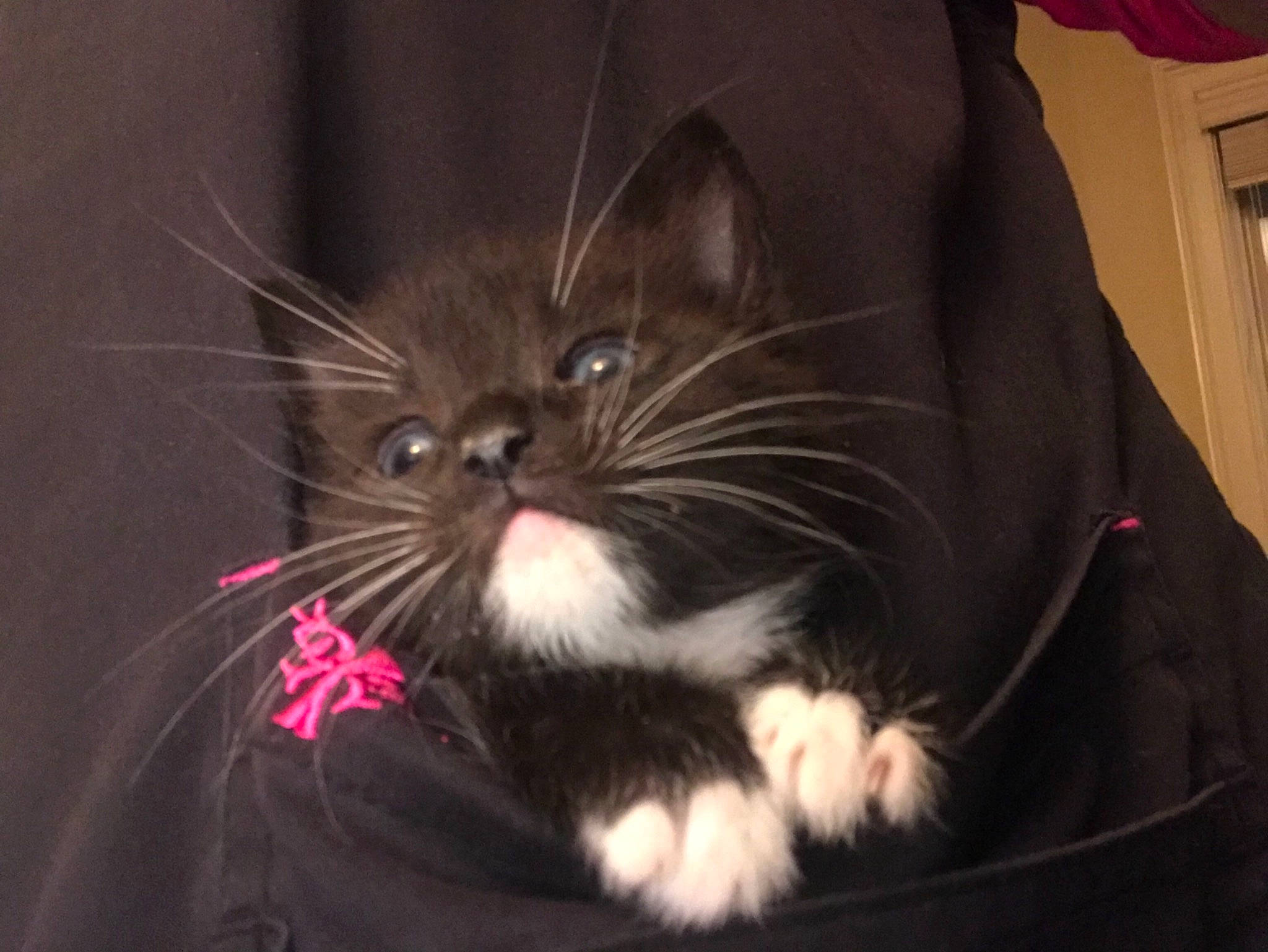 Miyagi joined the competition — help win amazing prizes! asian, black_cat, carnivore, cat, ear, eye, facial_expression, felidae, fur, kitten, mammal, norwegian_forest_cat, photography, small_to_medium_sized_cats, snout, whiskers