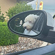Tilly joined the competition — help win amazing prizes! animal, canine, car, car_exterior, carmirror, dog, pet, puppy, transportation, vehicle