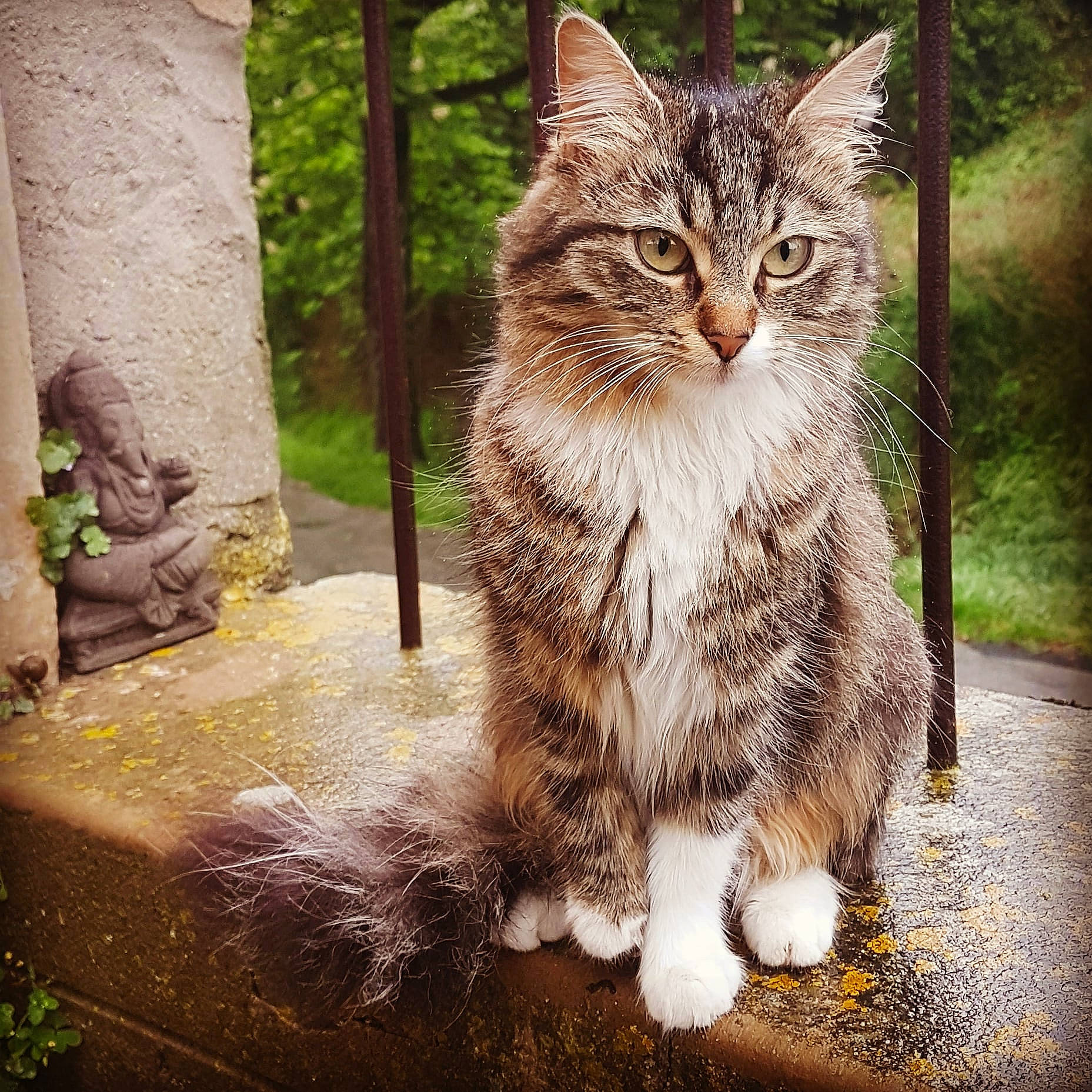 Mana participe au concours pour gagner de l'argent avec cette photo : carnivore, cat, domestic_short_haired_cat, european_shorthair, eye, felidae, fur, grass, mammal, norwegian_forest_cat, plant, siberian, sky, small_to_medium_sized_cats, snout, tabby_cat, tree, whiskers, wild_cat, wildlife