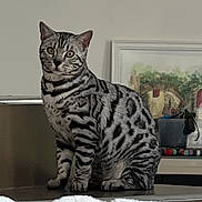 Timéo participe au concours pour gagner de l'argent avec cette photo : cat, silver_tabby, striped, pet, indoor, countertop, painting, framed_art, blanket, cozy, furniture, domestic, feline, curious, sitting, looking, eyes, ears, whiskers, home