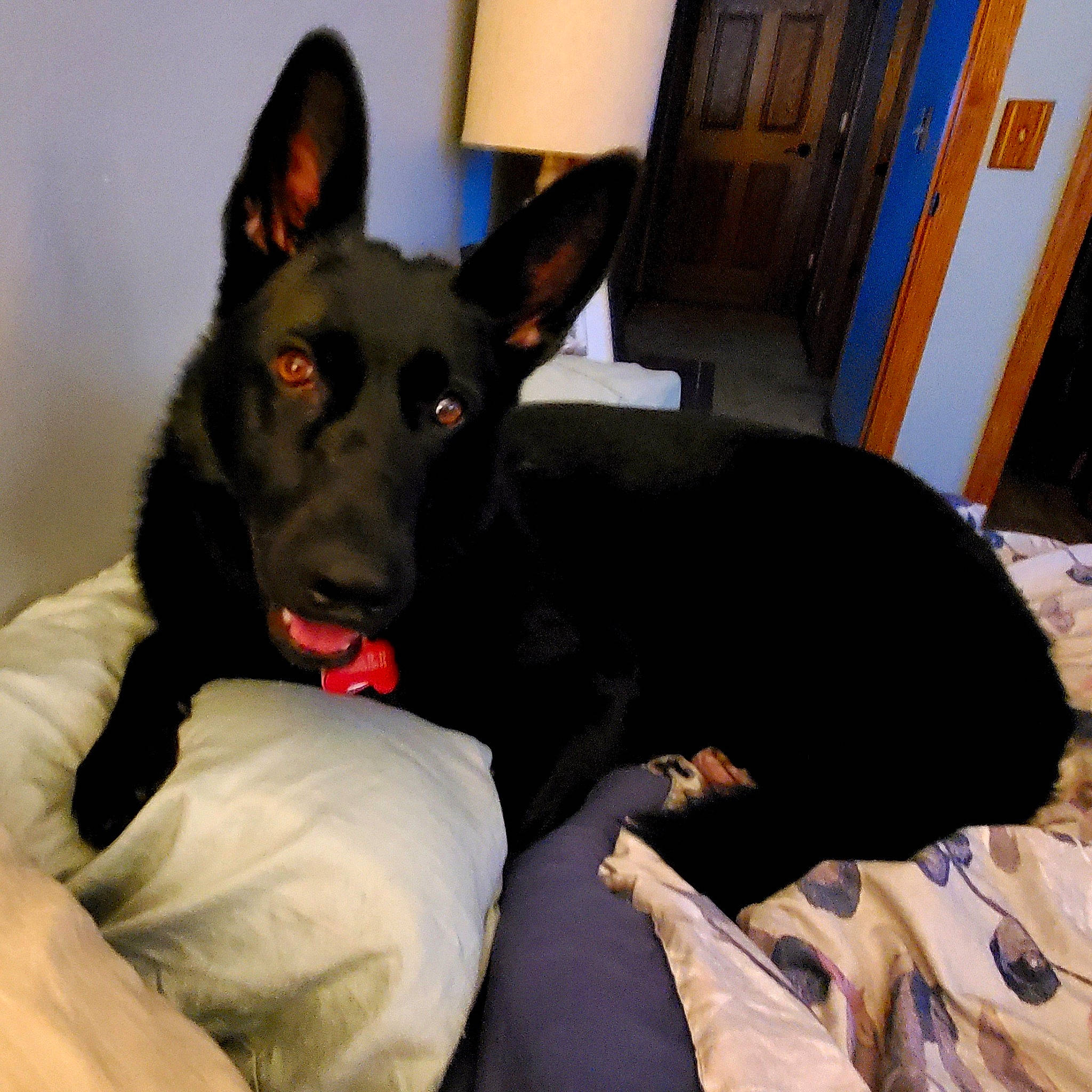 Kali joined the competition — help win amazing prizes! cabinetry, canidae, carnivore, comfort, companion_dog, dog, dog_breed, dog_supply, door, ear, fawn, flooring, fur, guard_dog, lamp, snout, toy_dog, whiskers, working_animal, working_dog