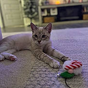Flint is registered to the contest to win money with this photo: cat, pet, indoor, carpet, toy, candy_cane, relaxed, feline, curious, home, living_room, furniture, floor, whiskers, ears, paws, cute, animal, domestic, cozy