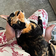 Cali joined the competition — help win amazing prizes! animal, calico_cat, carpet, cat, closeup, clothing, comfort, cozy, domestic, feline, fur, hand, indoor, lap, pattern, person, pet, red, relaxing, white