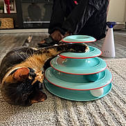 Cali joined the competition — help win amazing prizes! cat, calico_cat, toy, carpet, person, sitting, home_interior, floor, playful, paw, relaxed, indoor, furniture, human, multitiered_toy, balls, colorful, pet, animal, casual