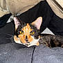 cat, calico_cat, feline, pet, animal, yellow_eyes, whiskers, fur, ears, close_up, indoor, resting, blanket, cozy, comfortable, looking_at_camera, domestic_cat, sleepy, relaxed, soft_texture