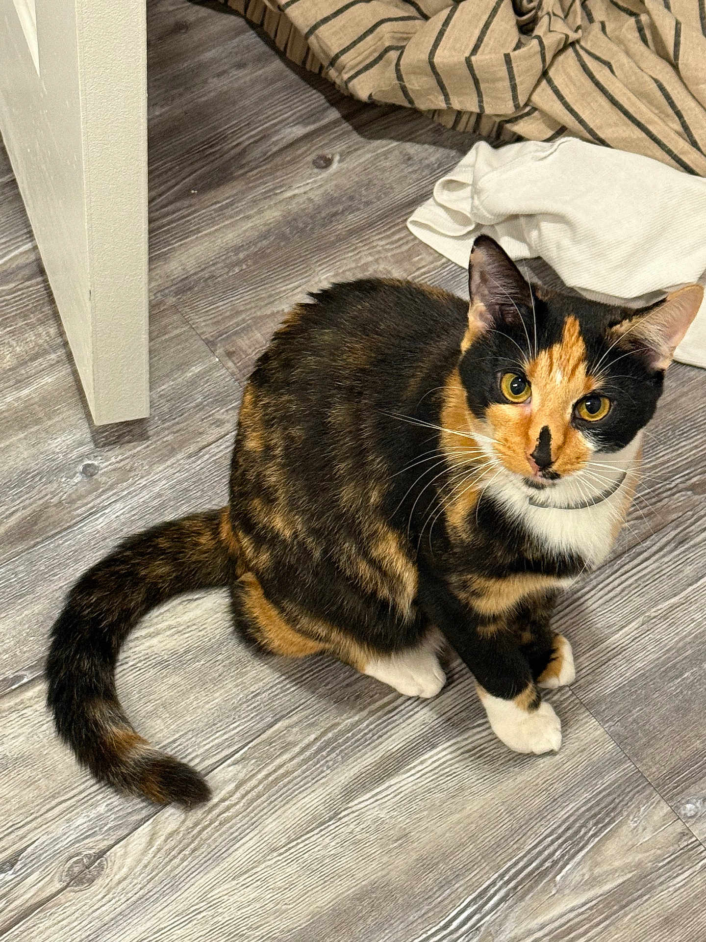 Cali is registered to the contest to win money with this photo: cat, calico_cat, pet, animal, fur, whiskers, tail, floor, wooden_floor, indoor, domestic_animal, looking_up, curious, striped_fabric, white_paws, ears, eyes, collar, sitting, household
