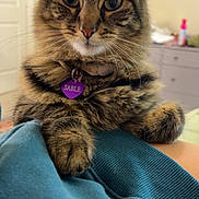 Sable is registered to the contest to win money with this photo: cat, tabby, pet, indoor, feline, fluffy, collar, tag, close_up, whiskers, ears, paws, blanket, cozy, resting, cute, animal, domestic, portrait, fur